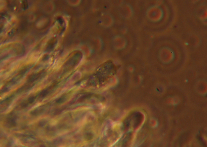 Sullo stesso tronco (Phlebiopsis ravenelii)